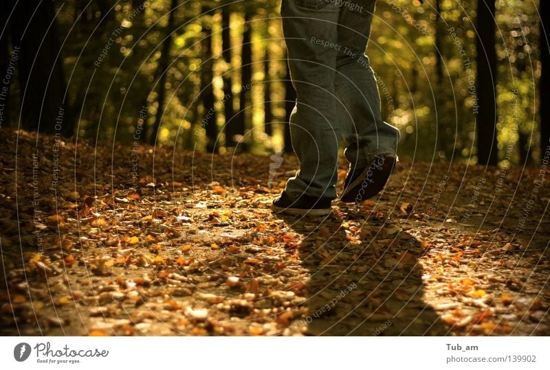 Feet in the light Leaf Forest Autumn To fall Legs Footwear Shoe sole Shadow Patch Tree Walking Going To go for a walk Forest walk Dirty Rotate Orange Green