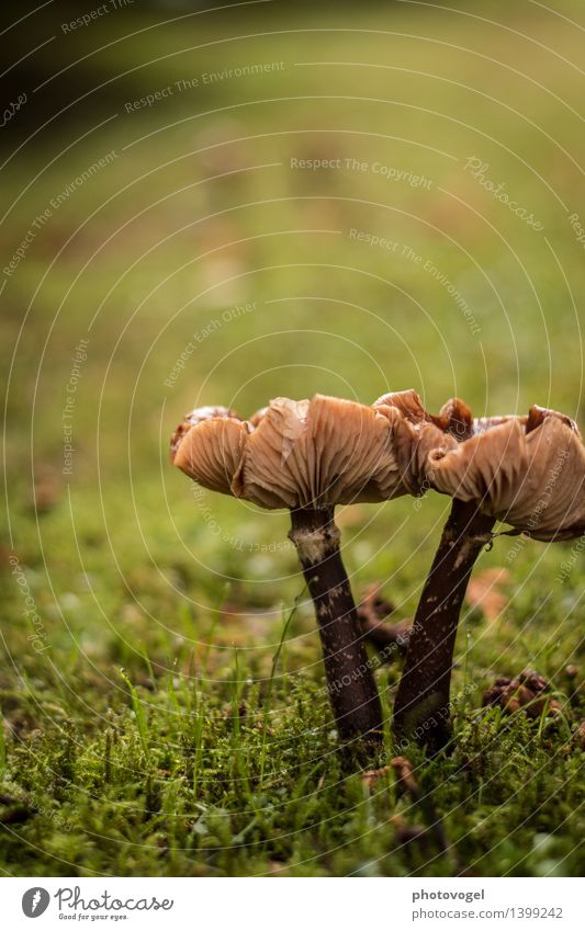 kissing mushrooms Nature Plant Autumn Moss Meadow Touch Discover Happy Brown Green Sympathy Together Environment Attachment Mushroom Colour photo Exterior shot