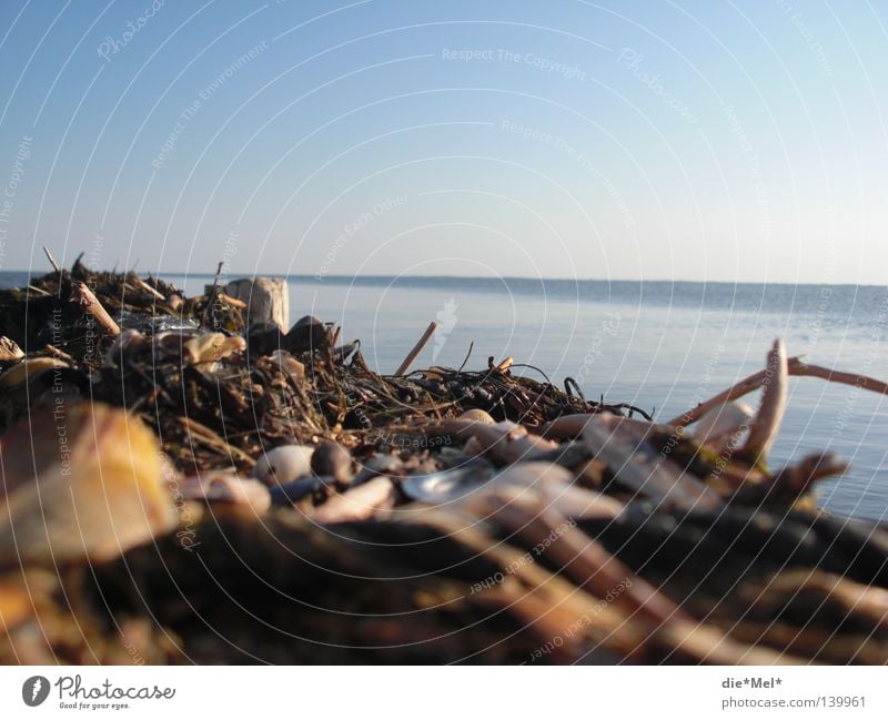 Dike sea view Ocean Sylt Germany Blue Mussel Water Wood Twigs and branches Untidy Slyt Stick View to the sea