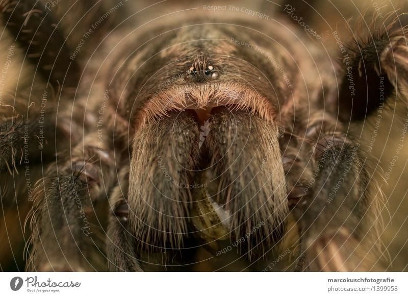 Tarantulas Portrait Animal Wild animal Spider Animal face Terrarium 1 Eating Catch To feed Hunting Aggression Exceptional Threat Exotic Brown Fear