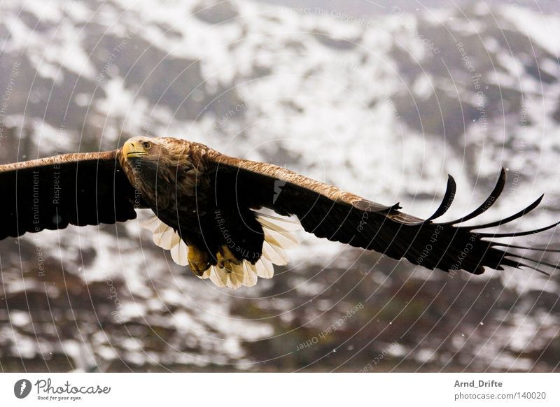 white-tailed eagle Norway Mountain Catch Feather Fjord Flying Wing To feed Bird of prey Large Bright Sky Prey Hunting Cold Force Coast Majestic Ocean