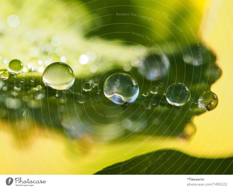 Water supply III Nature Plant Elements Drops of water Sunlight Summer Autumn Leaf Garden Park Esthetic Fresh Natural Positive Beautiful Yellow Green dew drops