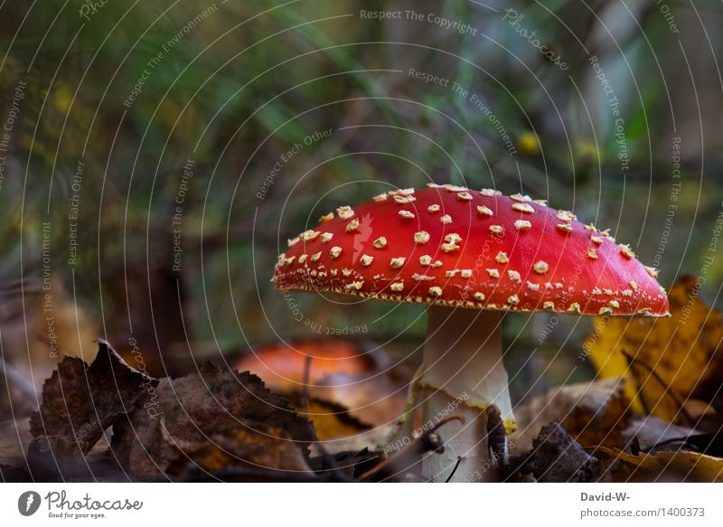 The fly agaric Healthy Trip Hiking Environment Nature Landscape Earth Autumn Beautiful weather Plant Moss Wild plant Exotic Forest Growth Amanita mushroom
