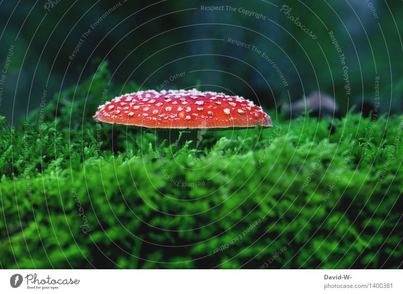 fly agaric Environment Nature Landscape Autumn Climate Climate change Beautiful weather Plant Moss Forest Growth Poison Amanita mushroom Point Red Mushroom
