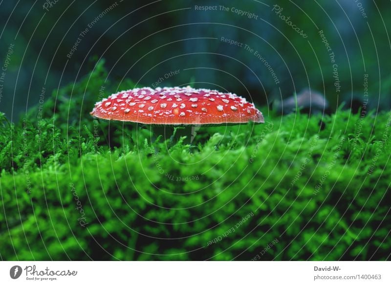 Soft bed Environment Nature Landscape Autumn Weather Beautiful weather Bad weather Plant Moss Meadow Forest Virgin forest Growth Mushroom Mushroom cap
