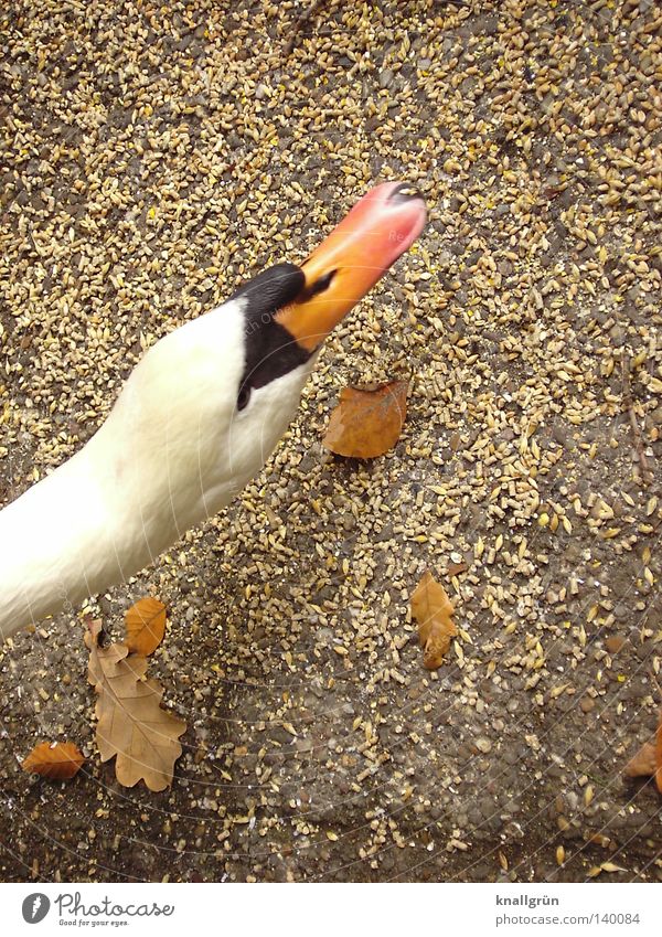 swan Swan Feed Grain Autumn White Black Animal Bird Poultry gooseneck Floor covering Leaves. Brown Orange Upward