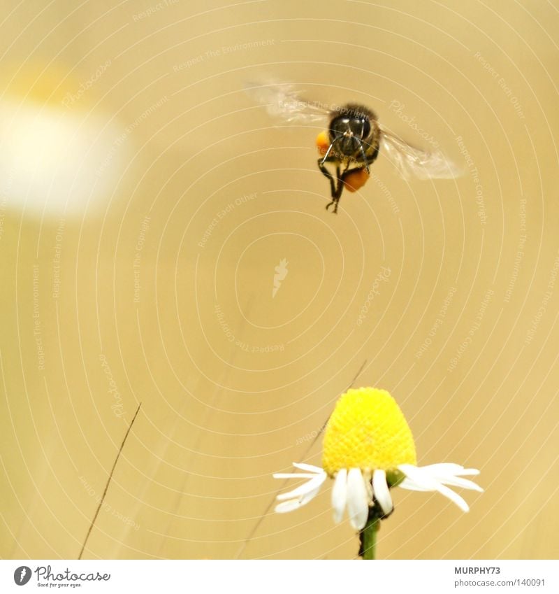 Watch out, I'm coming....... Please hold still! Bee Flower Honey bee Chamomile Camomile blossom Blossom Wing Stamen Pollen Macro (Extreme close-up) Animal