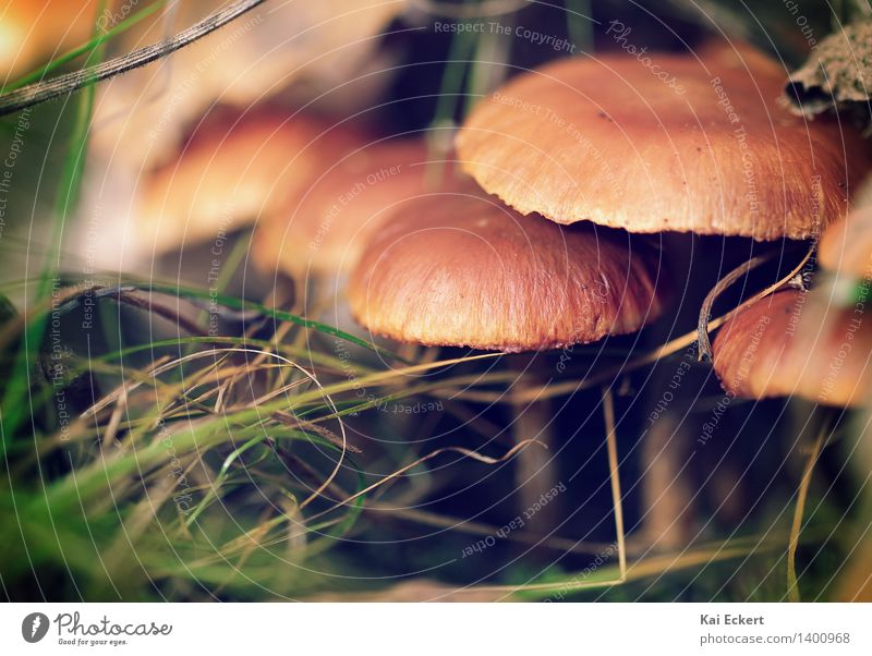 Mushrooms in the undergrowth Nature Plant Autumn Forest Discover Esthetic Natural Brown Green Warm-heartedness Calm Curiosity Relaxation Serene Happy Idyll