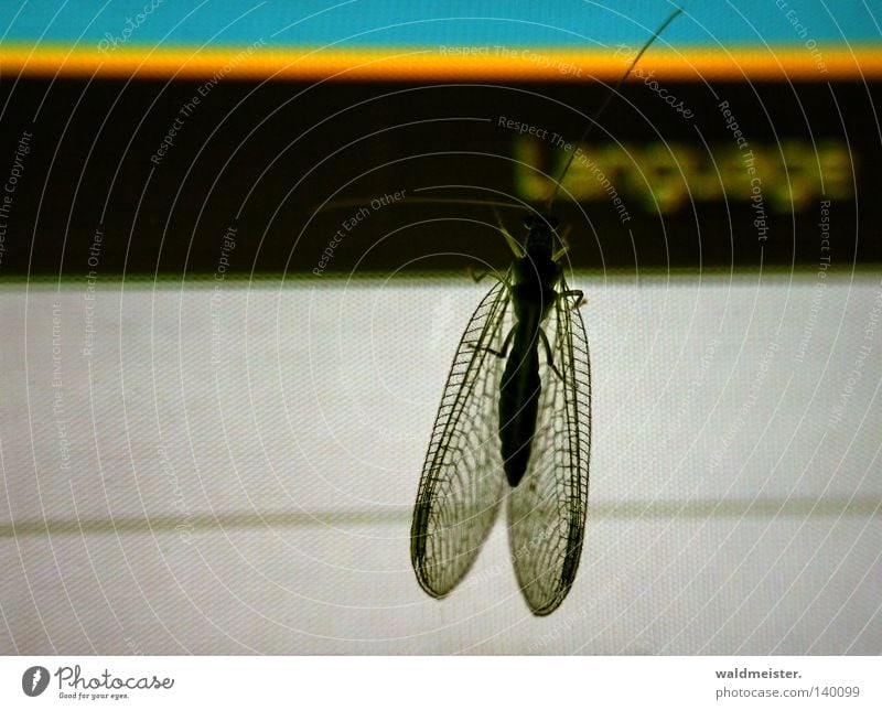 language update Screen Common green lacewing Wing Feeler Insect Website Foreign language Discover Curiosity Photocase GmbH photocase