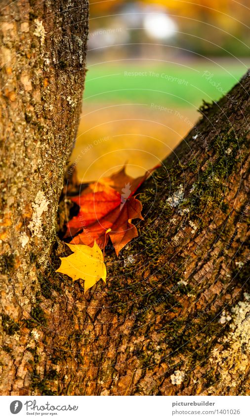 At an angle Nature Landscape Autumn Tree Leaf Garden Park Wood Old To hold on Lie To dry up Dry Brown Yellow Green Orange Red Transience Attachment Colour photo