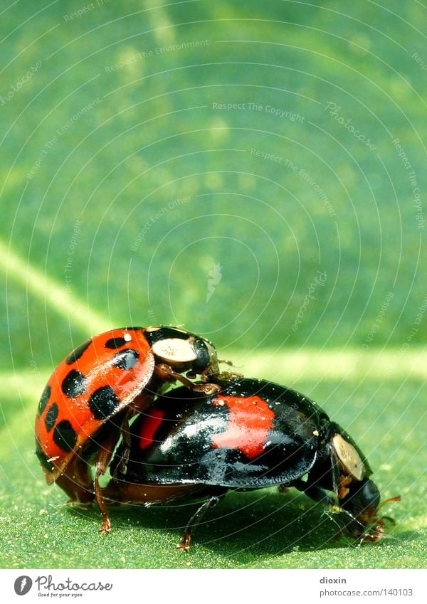 bug Ladybird Beetle Insect Red Black Green Macro (Extreme close-up) Propagation Instinct Caresses Offspring Family planning Spring Spring fever Close-up ladybug