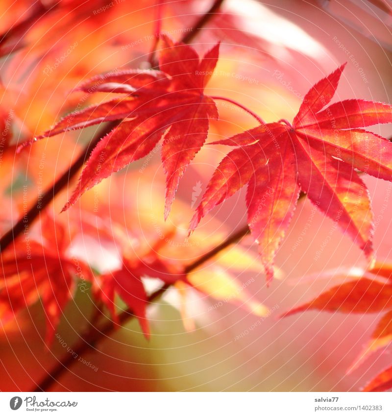 Autumn in Red Senses Nature Animal Plant Bushes Leaf Autumnal colours Maple branch Maple leaf Park Esthetic Exotic Warmth Orange Calm Hope Belief Design Life