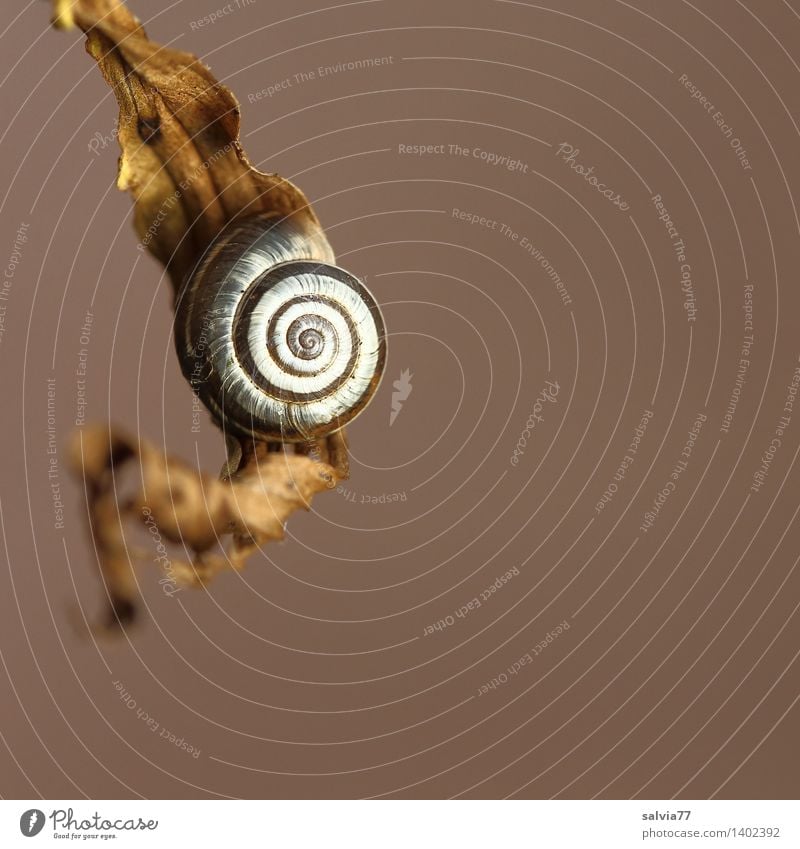 resting place Environment Nature Animal Autumn Leaf Snail Snail shell Spiral 1 Small Round Brown Gray White Esthetic Contentment Loneliness Uniqueness Happy