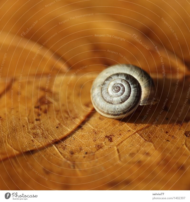 secluded Nature Plant Animal Autumn Leaf Wild animal Snail 1 Esthetic Small Near Round Warmth Brown Gray Calm Loneliness Uniqueness Change Dry Rachis