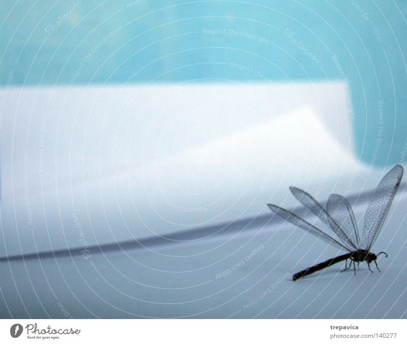 poem Paper White Animal Insect Easy Fine Delicate Dragonfly Blue Wing Nature Inspiration Flying insect Copy Space top Copy Space left