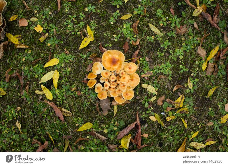 mushrooms real chanterelle chanterelle sponge rehling Chanterelle wobbly roe deer chanterelles cantharellus Garden Autumn Garden plot Colony Worm's-eye view