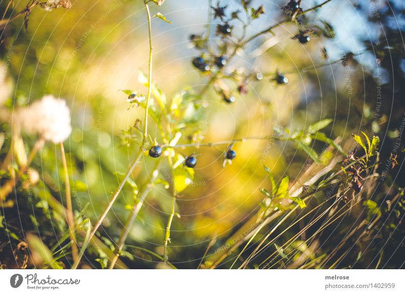 Blueberries? Style Design Environment Nature Earth Sky Sunlight Autumn Beautiful weather Plant Bushes Leaf Wild plant Berry bushes Berry seed head Berries