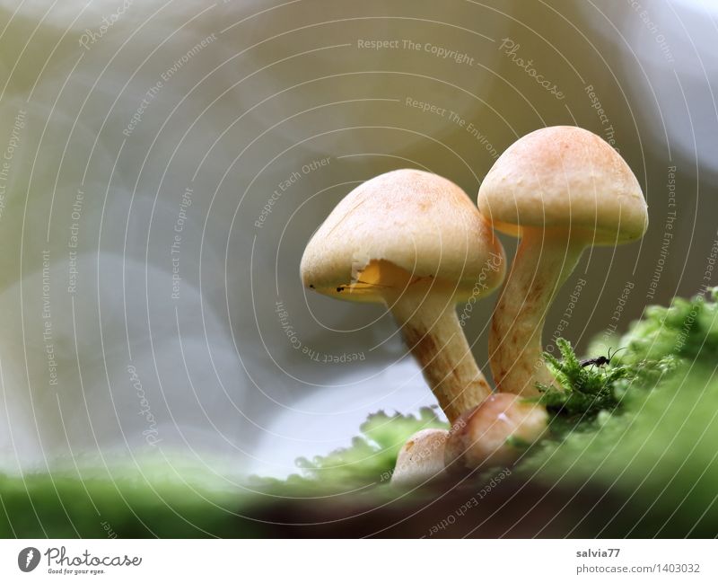cohesion Environment Nature Animal Earth Autumn Plant Moss Mushroom Mushroom cap Beatle haircut Forest Bright Small Natural Brown Gray Green Belief