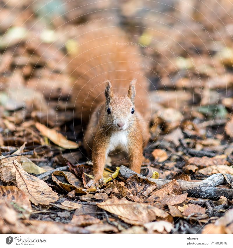 Mach´s according to the lust´gen squirrel ... Nature Autumn Beautiful weather Park Forest Animal Wild animal Pelt Squirrel 1 Running Feeding Romp Brash
