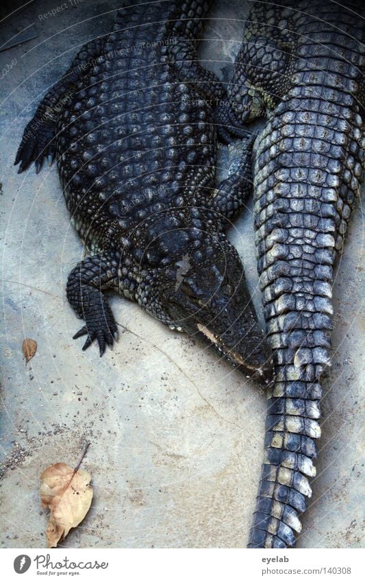 Cuddling handbags Crocodile Reptiles Leather Handbag Boots Footwear Zoo Dangerous Animal Pet shop Feeding Heat Goof off Observe Sleep Rest Aggressive