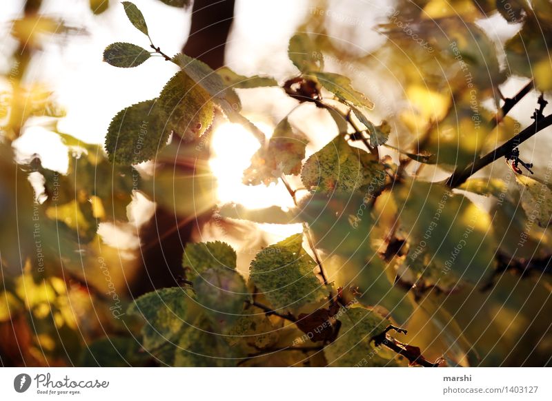 The last rays of the sun Nature Landscape Plant Autumn Beautiful weather Tree Leaf Moody Autumnal Colour photo Exterior shot Detail Day Twilight Light