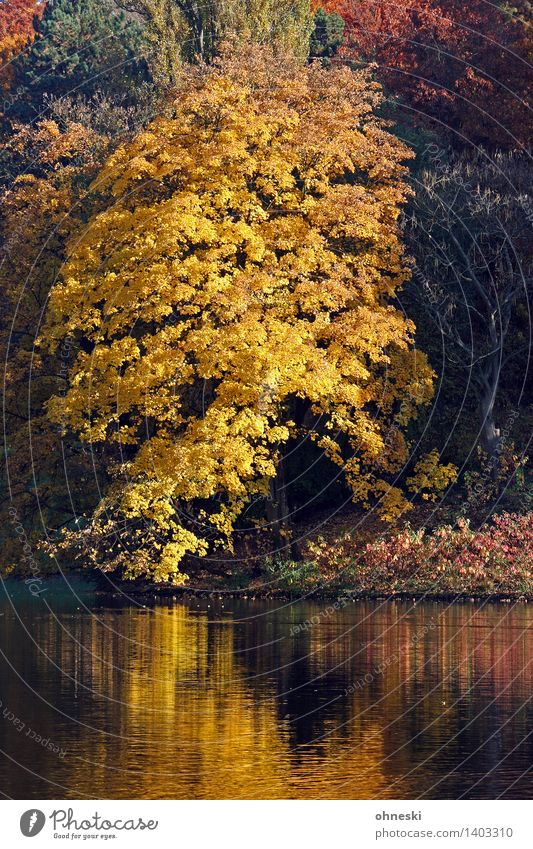 Ruhrpott-autumn Landscape Autumn Beautiful weather Tree Leaf Park Lakeside Natural Yellow Gold Trust Warm-heartedness Compassion To console Calm Idyll Time