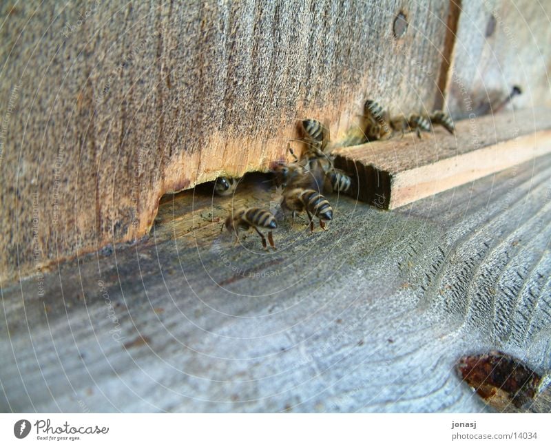 Bees at work Diligent Honey Wood Transport Hut bee colony drones Flock