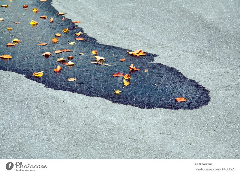 polar cap Puddle Wet Water Water puddle Blow up Elapse Rinse Cleaning Leaf Autumn leaves Concrete Asphalt Short vacation Traffic infrastructure Transience pool