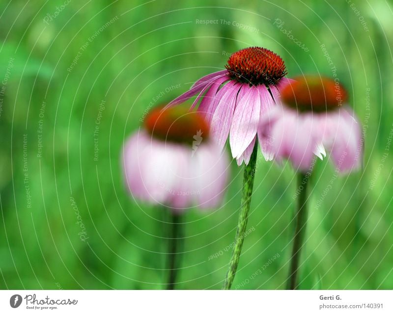 dryer Blur Depth of field Flower Blossom Nature Green Blossom leave Purple cone flower Daisy Family Plant Ornamental plant Medicinal plant 3 Blossoming Violet