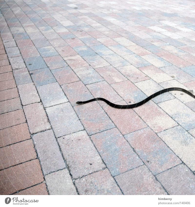 snake preview Snake Asphalt Floor covering Ground Motive Animal Dangerous Bend Line Poison Cobblestones Seam To go for a walk Background picture Perspective