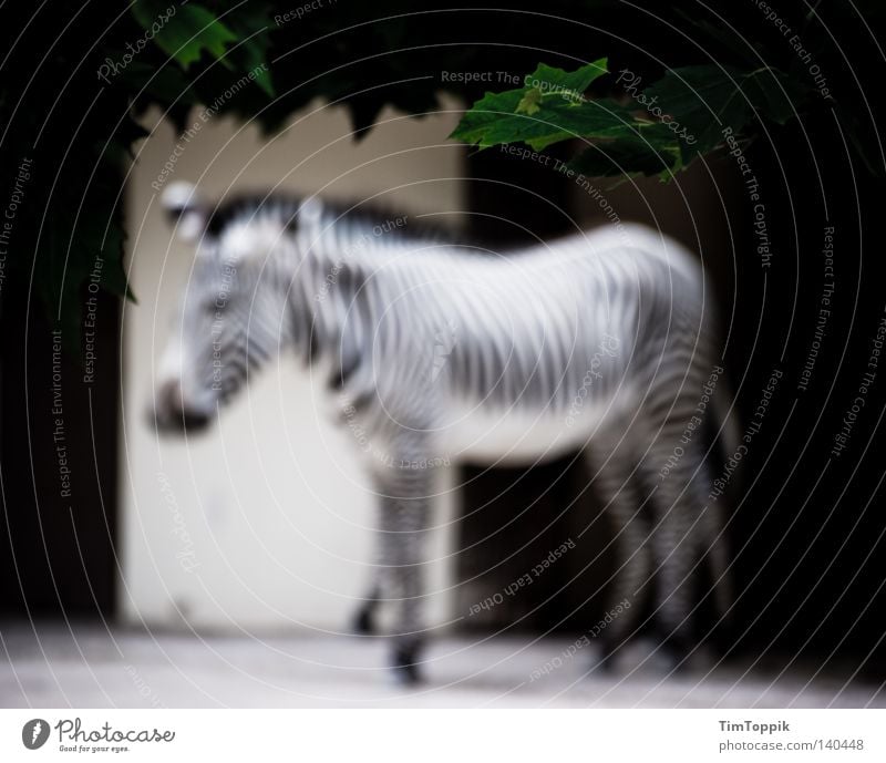 To blur a zebra Zebra Zoo Animal Stripe Striped Mammal Blur