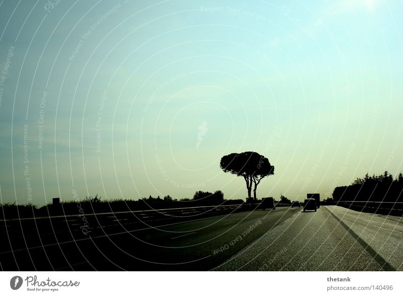 A tree stands between the lanes of a highway. In the evening light some cars are driving. Calm Tree Street Highway Car Speed Freeway Motor vehicle Haste