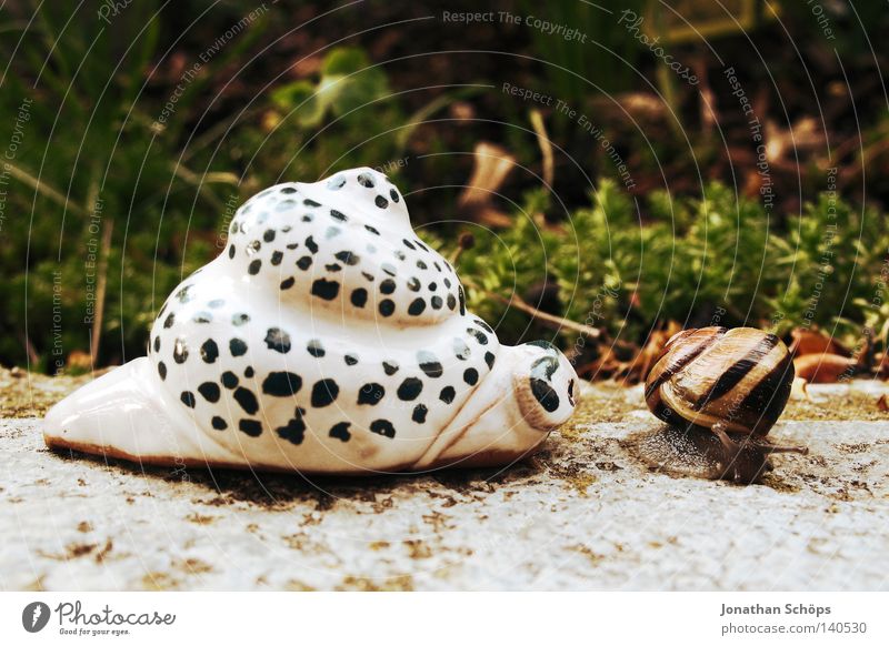 na hello my little snail ;) Joy Life House (Residential Structure) Garden Flirt Animal Snail Pair of animals Stripe Touch Communicate Authentic Small Funny Near