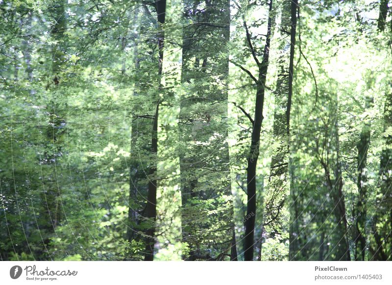 forest Alternative medicine Wellness Harmonious Calm Meditation Vacation & Travel Summer Hiking Agriculture Forestry Art Nature Landscape Sunlight Plant Tree