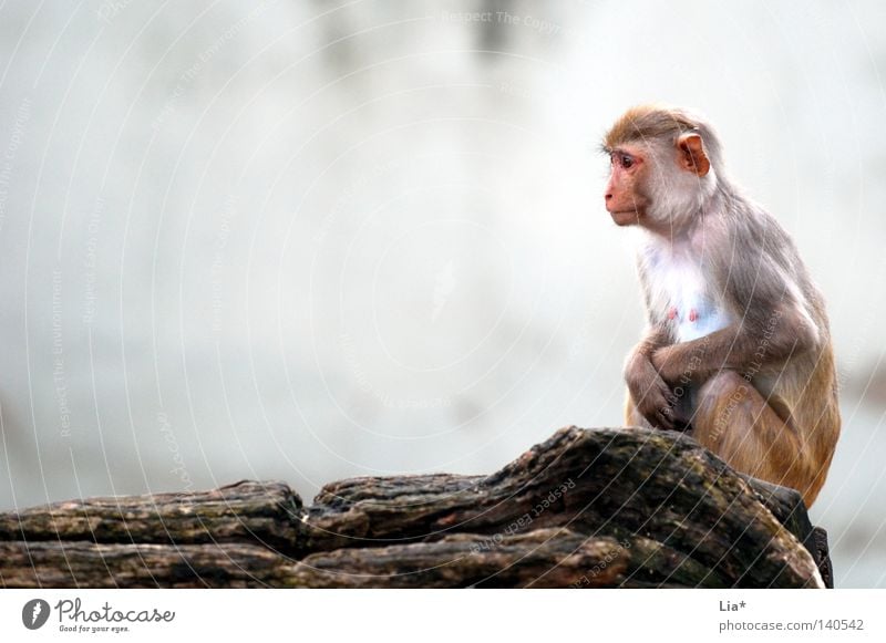 Monkey looks into the distance Think Freeze Sit Sadness Wait Cold Small Gloomy Gray Boredom Grief Loneliness Monkeys Young monkey Vulnerable Defenseless