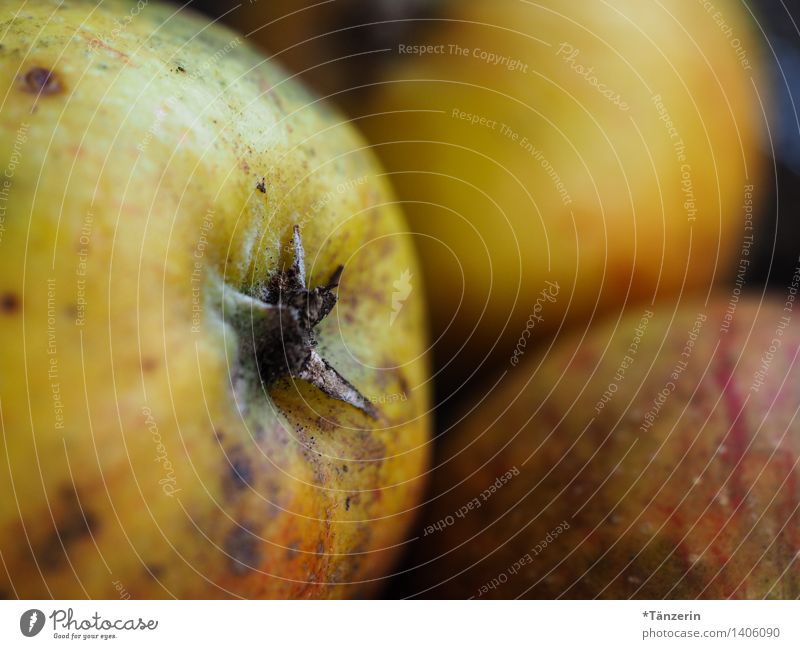 Fresh from the tree Food Apple Organic produce Vegetarian diet Healthy Sustainability Natural Colour photo Multicoloured Interior shot Macro (Extreme close-up)