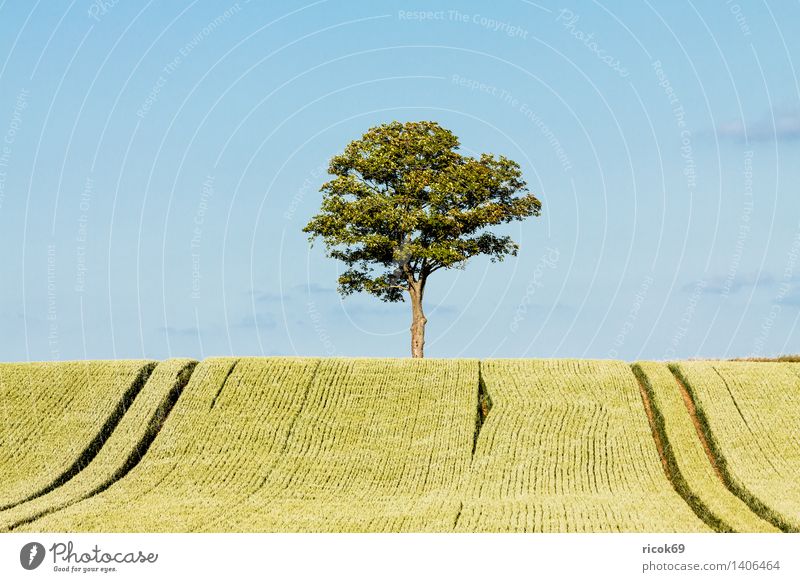 Tree at the edge of the field Grain Agriculture Forestry Nature Landscape Plant Field Blue Green Sky Grain field Mecklenburg-Western Pomerania unattached
