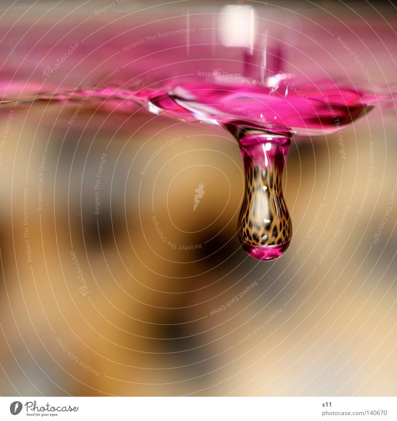 hanging Hang Pink Panther Background picture Mirror Transparent Bird's-eye view Macro (Extreme close-up) Close-up Water Drops of water wet and damp drop Inject