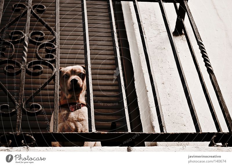 dog Dog Grating Balcony House (Residential Structure) Eyes Shadow Iron Target Animal Solitary Cry Cinnamon Rock