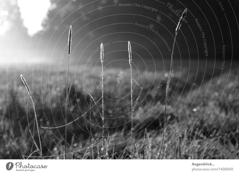 one morning... Environment Nature Autumn Beautiful weather Grass Field Breathe Observe Think Relaxation Glittering Love Wait Infinity Black White Moody Power