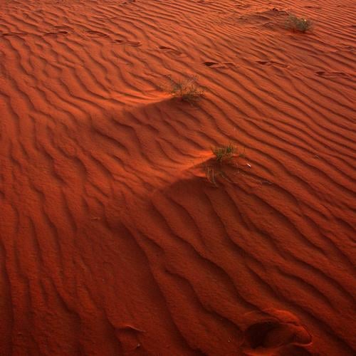 sand waves Desert Sand Beige Sandbank Earth Waves Drought Gale Sanddrift Grass Tuft of grass Tracks Sunset Dry Infertile Burnt Blow Wind Jordan Wadi Rum