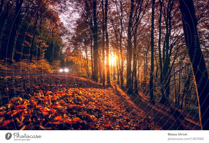 Autumn sun in the forest Environment Nature Sun Sunrise Sunset Sunlight Beautiful weather Tree Leaf Autumn leaves Forest Motoring Vehicle Car Warmth Street