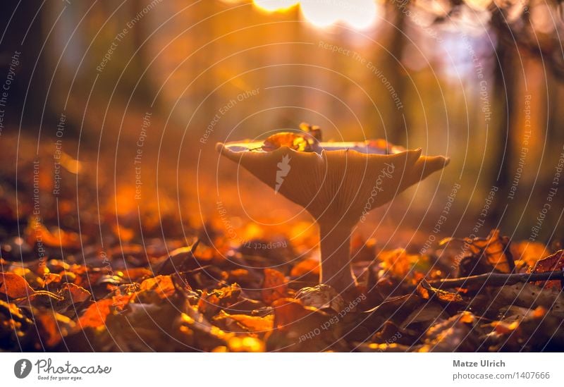Mushroom in the forest Environment Nature Sun Sunrise Sunset Sunlight Autumn Beautiful weather Wild plant Leaf Forest Warmth Uniqueness wild mushroom