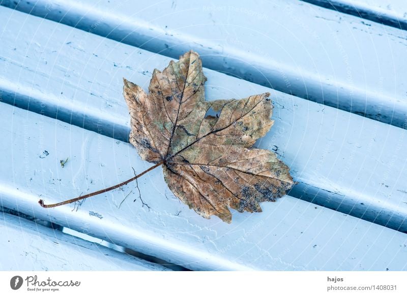 autumn leaf on a bench Nature Plant Autumn Leaf Glittering Esthetic Bright Dry Blue Brown discoloured Bench Park bench Wooden bench colored Splendid Seasons