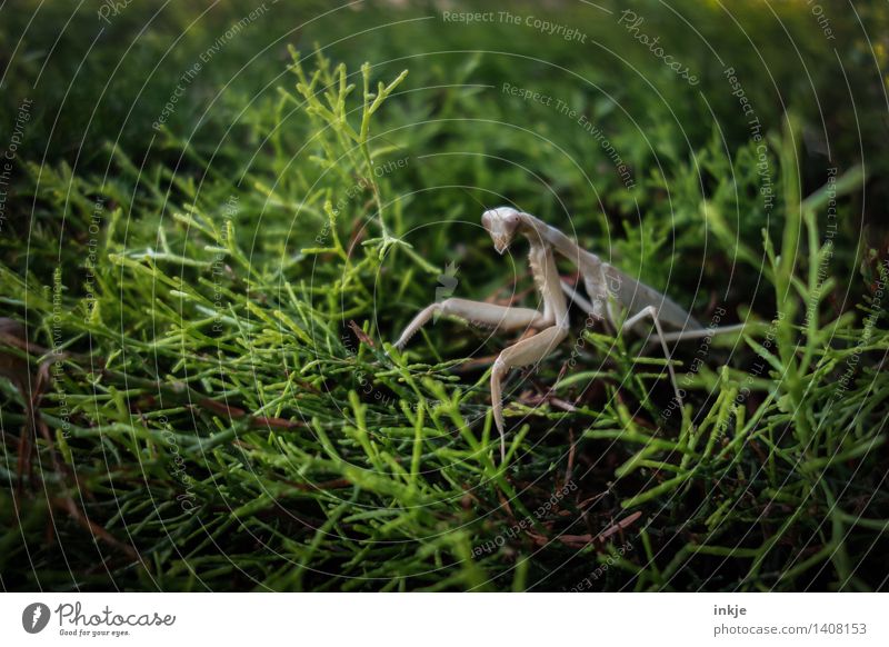 The praying mantis on the hedge. Nature Plant Animal Summer Autumn Leaf Foliage plant Garden Park Wild animal Insect ghost insect Locust 1 Observe Crouch