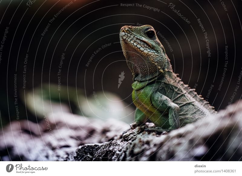 reptile Environment Nature Animal Wild animal Reptiles Saurians 1 Exotic Natural Colour photo Interior shot Deserted Copy Space left Copy Space top
