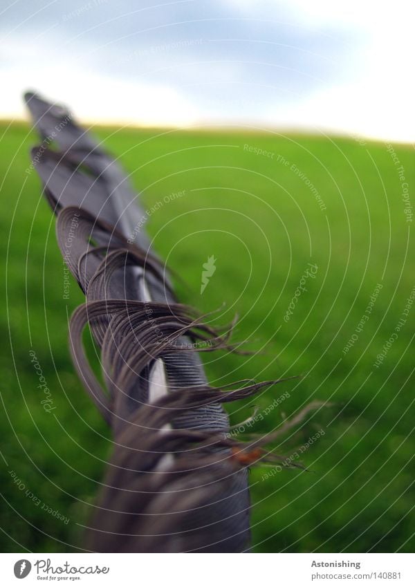 as light as a feather Nature Landscape Sky Horizon Meadow Blue Green Black Feather Easy Land Feature Blur Exterior shot Close-up Central perspective Detail