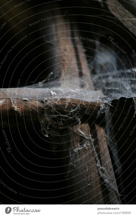Tobi - Spiderman is gone! Spider's web Old Dusty Ladder Attic Insect Dirty Loneliness Hang Dark Bum around Putrefy Fear Panic Household Net spooky