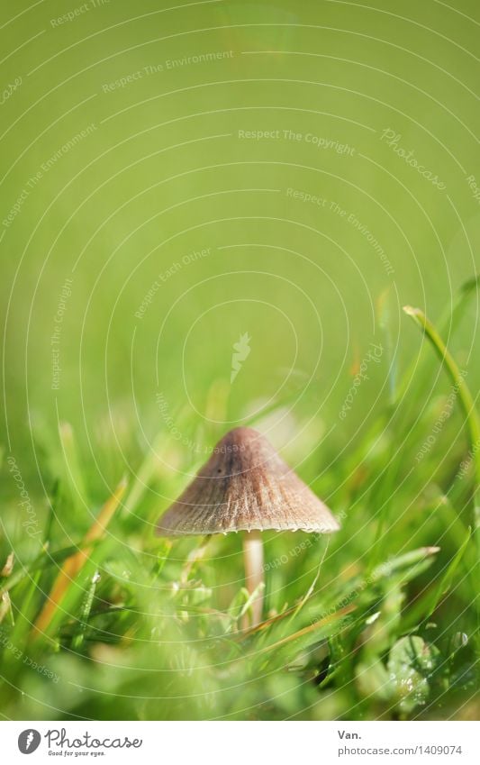so small with hat² Nature Plant Autumn Grass Mushroom Meadow Growth Small Brown Green Colour photo Multicoloured Exterior shot Close-up Macro (Extreme close-up)