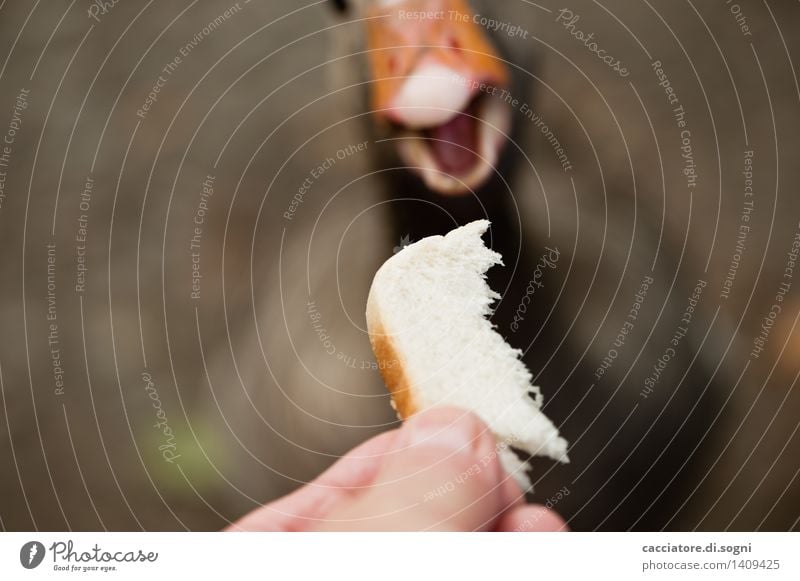 And... access Bread Toast Fingers Animal Wild animal Goose 1 To feed Feeding Simple Brash Friendliness Happiness Delicious Funny Curiosity Cute Brown Orange